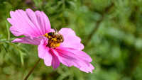 Nov2012.Bee_1307-crop-1