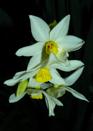 NYD2012.Narcissus.001