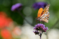 May2014_Butterfly-9119