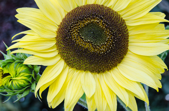 Sept2013_Sunflower-3297