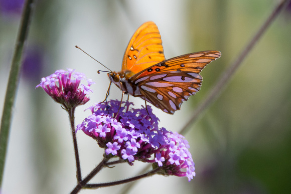 May2014_Butterfly-9092