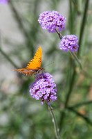 May2014_Butterfly-8958