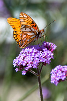 May2014_Butterfly-9034