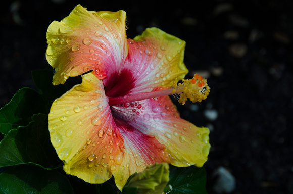 Sept2013_hibiscus-4121